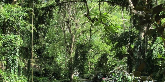 Ochutnej exotiku &#8211; nejlepší běžecké trasy na Bali