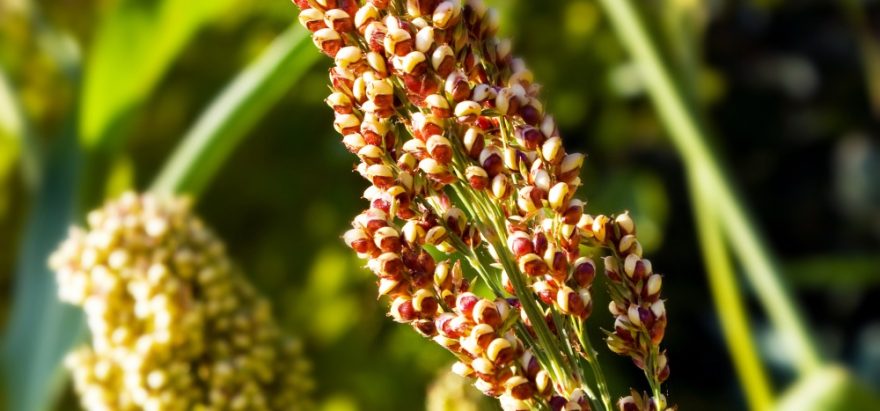 Quinoa, obilovina nabitá energií