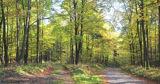 Běžecká trasa kolem tří studánek a Brněnské přehrady