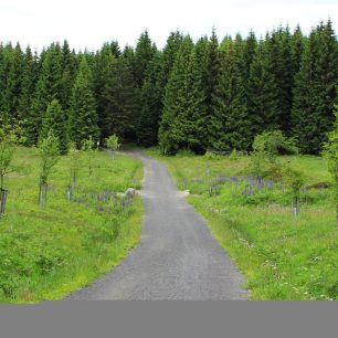 BĚHEJ LESY BÍLÁ - soutěž o startovné - UKONČENO