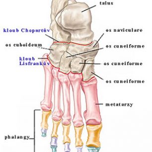 Anatomická stavba nártu