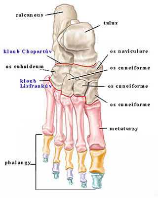 Anatomická stavba nártu