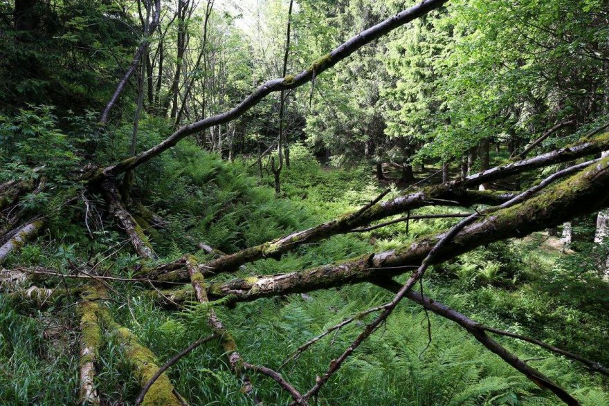 Náročný horský les u Jáchymova (foto: Petr Kadeřávek)
