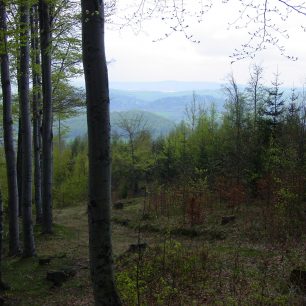 bukové lesy Jizerských hor