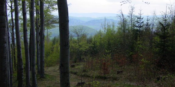 Jizerské hory: běžecká trasa v lesích nad Hejnicemi