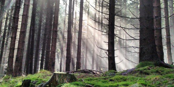 Šumava: běžecká trasa ze Srní kolem vodních cest