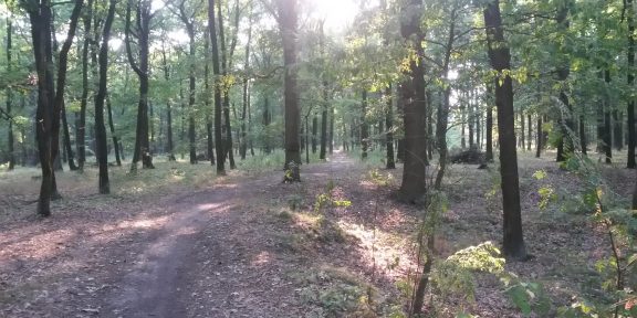 Běžecká trasa přes les Beckov s tygrem v zádech