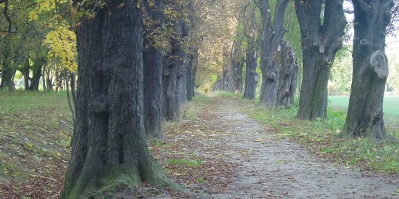 Prales v Praze: běžecká trasa přes Satalice a Vinoř