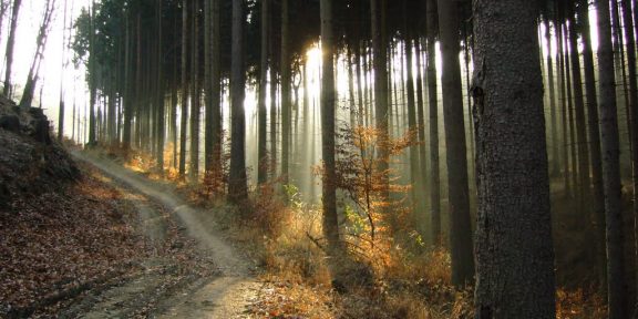 Slovácko: běžecká trasa po krásách Chřibských lesů