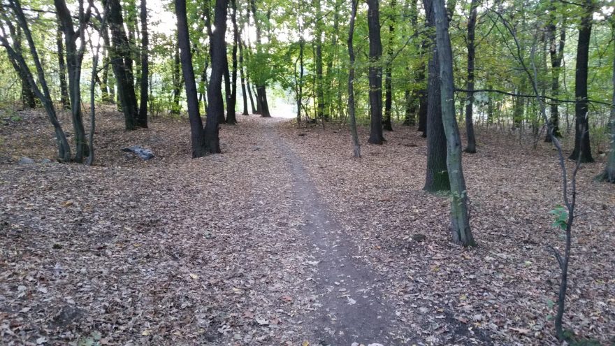 Čimický háj