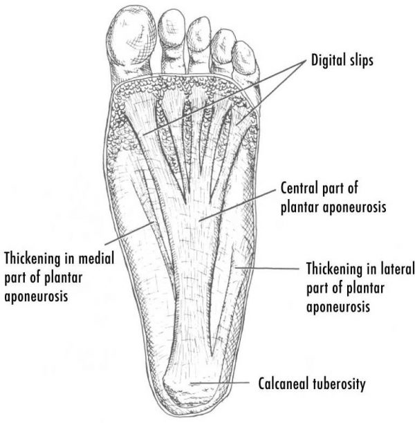 Plantární fascie se táhne od spodku patní kosti vějířovitě k prstům nohy