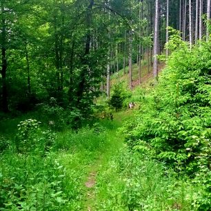 užijete si pěkný lesní trail