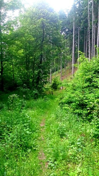 užijete si pěkný lesní trail