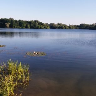 Klidná hladina a kvetoucí lekníny Poděbradů.