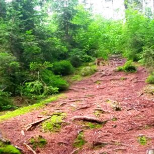 Šumava: běžecká trasa z Přední Výtoně na Medvědí horu