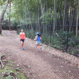 V parku Yoygi poběžíte kolem bambusového lesa