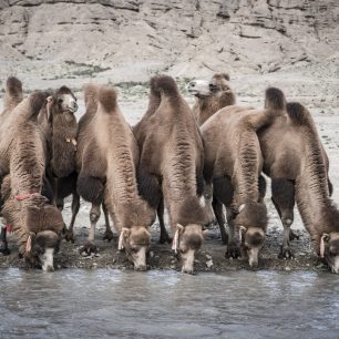 Pocestní, Ultra Trail Gobi Race