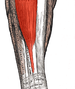 Sval tibialis anterior