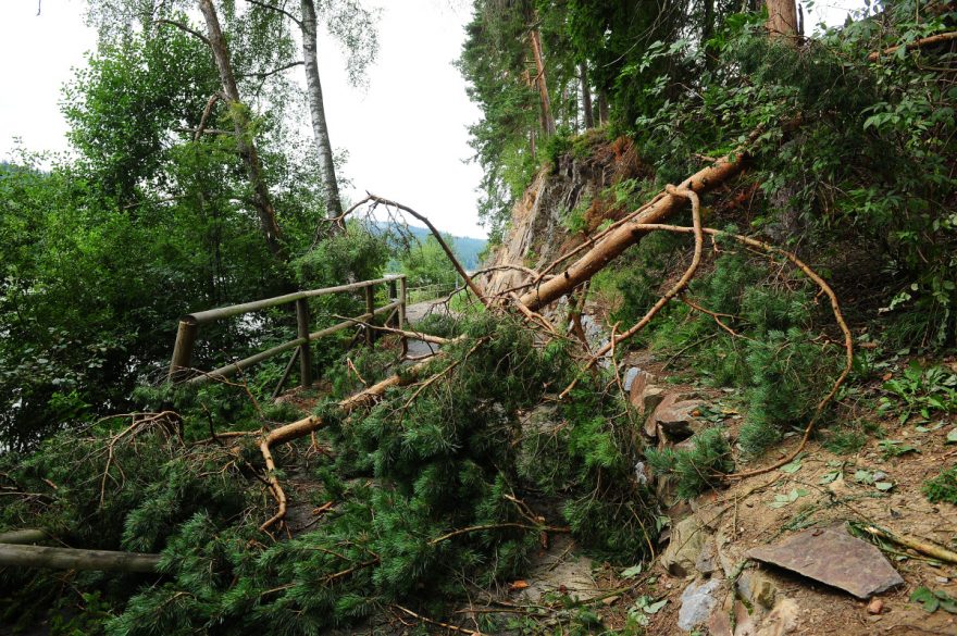 Spadlý strom po vichřici