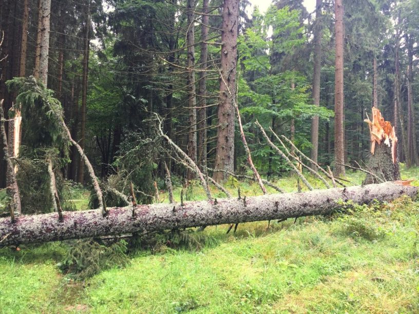 Všude jsou popadané stromy