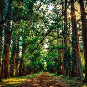 Lesy jsou pro regenerační běhy ideální