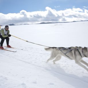 Zkuste ski joring - lyžování v zapřažení za psem nebo koněm