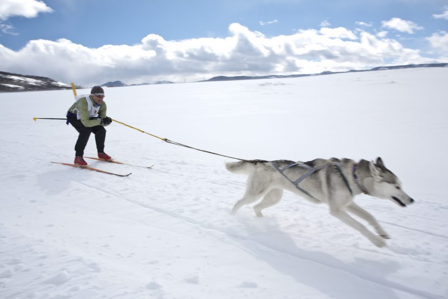Zkuste ski joring - lyžování v zapřažení za psem nebo koněm