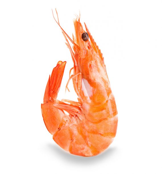Kreveta je přírodní zdroj astaxanthinu