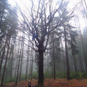 Lezení na strom