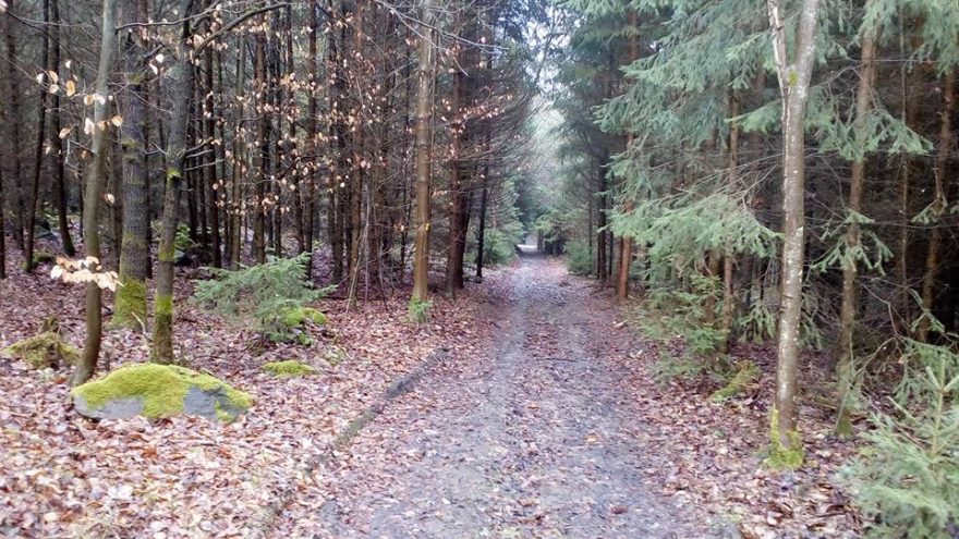 Lesní úsek