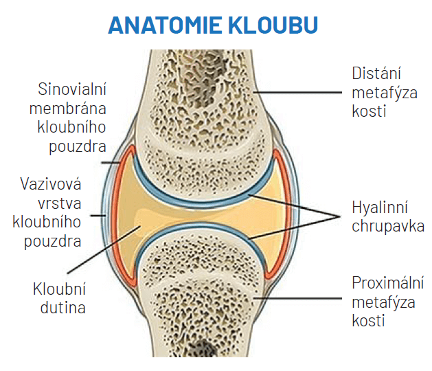 Co brát na bolavé klouby?