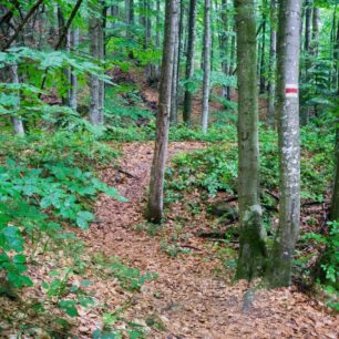 Karpatské bukové pralesy – svetové dedičstvo. Chránené územie Stužica (761,49 ha) bolo vyhlásené v roku 1965 na ochranu ojedinelého komplexu pôvodných bukových a jedľovo-bukových ekosystémov aj východokarpatských lúčnych spoločenstviev na flyšovom podklade bukovských vrchov.