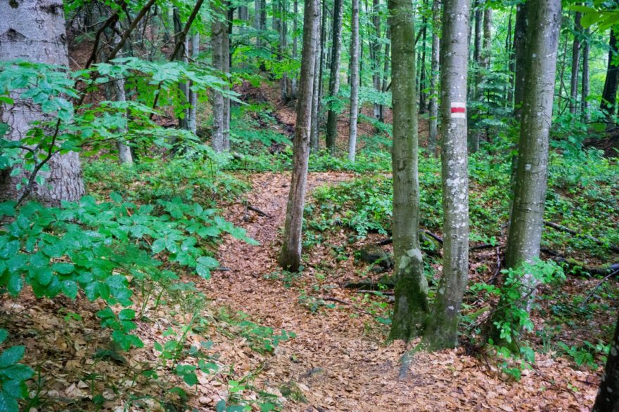 Karpatské bukové pralesy – svetové dedičstvo. Chránené územie Stužica (761,49 ha) bolo vyhlásené v roku 1965 na ochranu ojedinelého komplexu pôvodných bukových a jedľovo-bukových ekosystémov aj východokarpatských lúčnych spoločenstviev na flyšovom podklade bukovských vrchov.