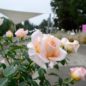 Festival Vyznání růžím přinese bohatý program i oslavy výročí olomouckého rozária