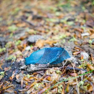 Slizniak karpatský (Bielzia coerulans) je slimák z čeľade slizniakovité. Patrí medzi karpatské endemity. Môže narásť do dĺžky 10 až 15 cm. Ide o veľmi vzácny druh, ktorého výskyt je obmedzený na vlhké prostredie karpatských listnatých a zmiešaných lesov. Typickou črtou je nápadné modré sfarbenie, ktoré sa pohybuje v odtieňoch fialovej, sýtomodrej až po tyrkysovú. Slizniak karpatský je chránený druh. Slizniaky karpatké je ťažko nájsť v období sucha. My sme mali šťastie na daždivé počasie a slizniaky karpatské sme videli vo všetkých odnieňoch, od fialovej cez modrú až po tyrkysovú.