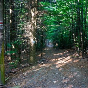 Magurský národný park (Magurski Park Narodowy) je jeden z 23 národných parkov v Poľsku. Vznikol v roku 1995 a má rozlohu 194,39 km2 . Symbolom parku je orol krikľavý. Park sa nachádza v Nízkych Beskydách a zahŕňa povodie horného toku rieky Wisłoka a pohorie Magura Wątkowska.